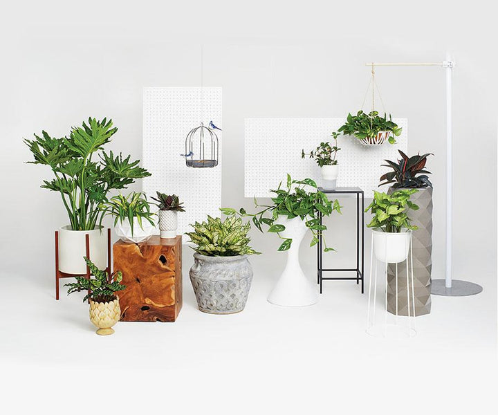 Boston home: marquis planter & le gerle picnic chair
