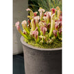 CLO Planter Atelier Vierkant 