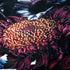 Fool’s Paradise Rug Moooi