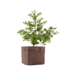Aarde Planter Collection Indigenus