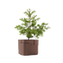 Aarde Planter Collection Indigenus