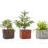 Aarde Planter Collection Indigenus