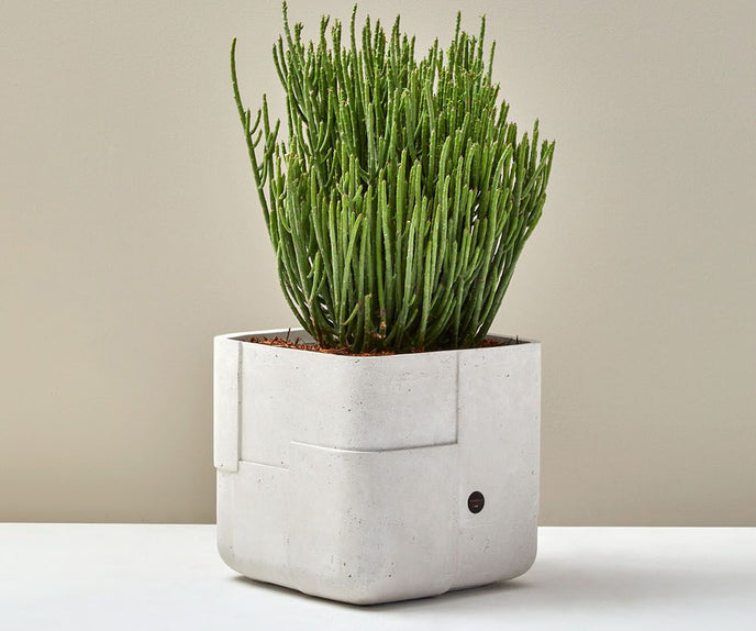Aarde Planter Collection Indigenus