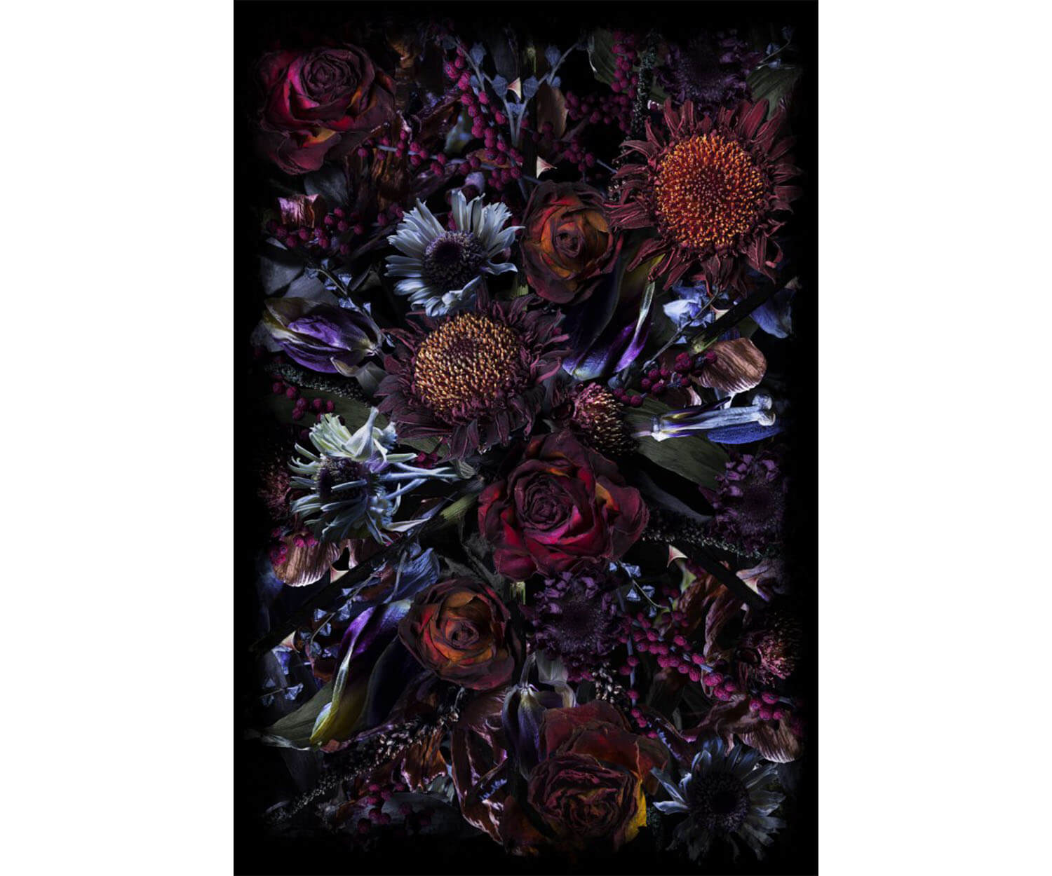 Fool’s Paradise Broadloom Rug Moooi