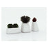 Moma Planters