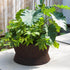 Bush On Planters | Roda