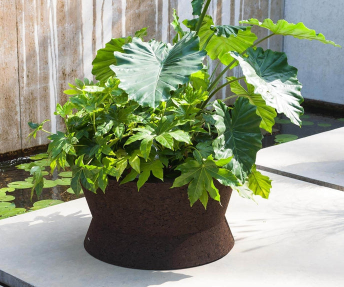 Bush On Planters | Roda