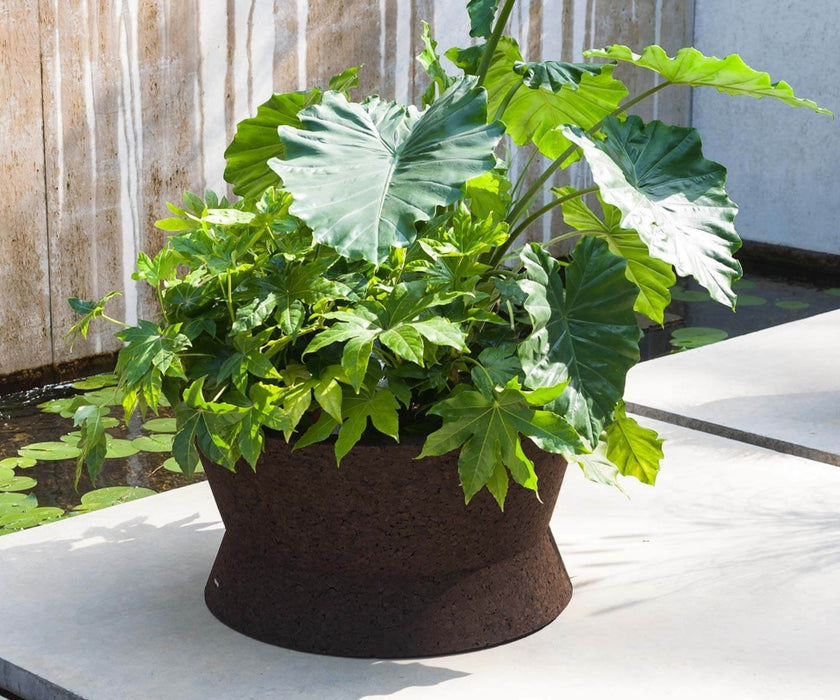 Bush On Planters | Roda