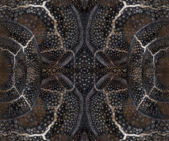 Blooming Seadragon Rug Moooi 