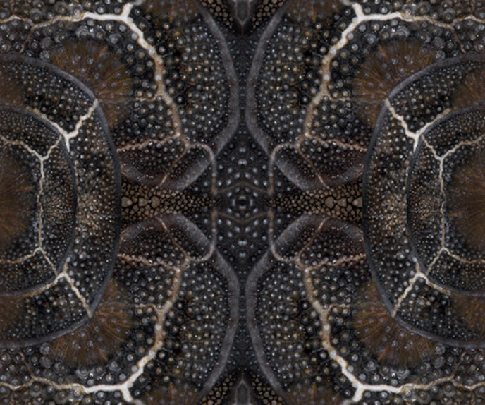 Blooming Seadragon Rug Moooi 