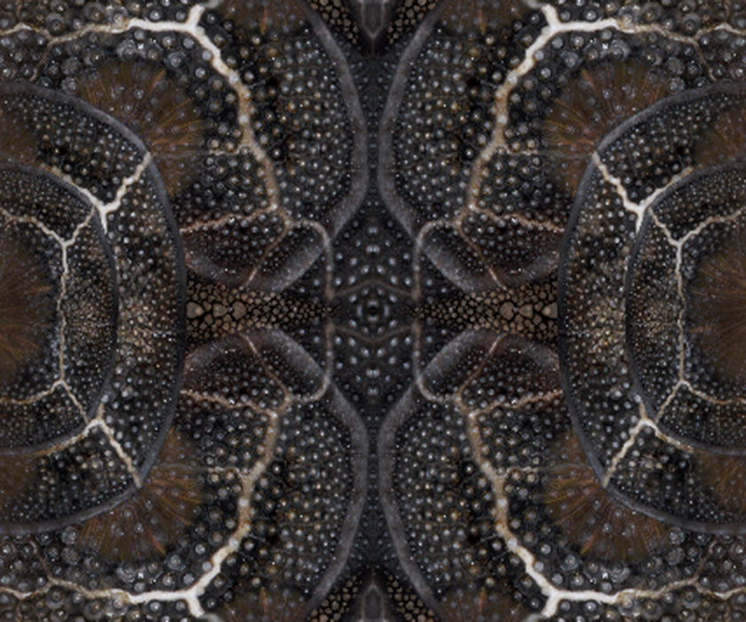 Blooming Seadragon Rug Moooi 