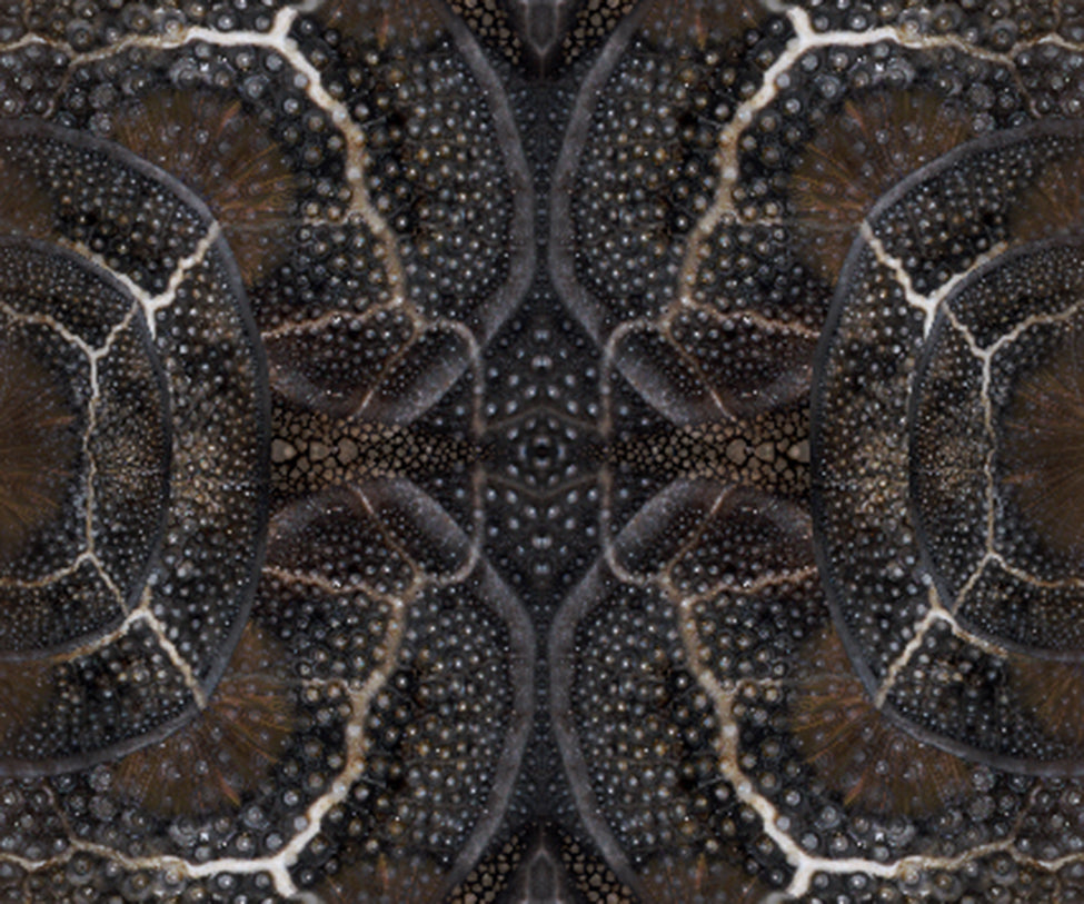 Blooming Seadragon Rug Moooi 
