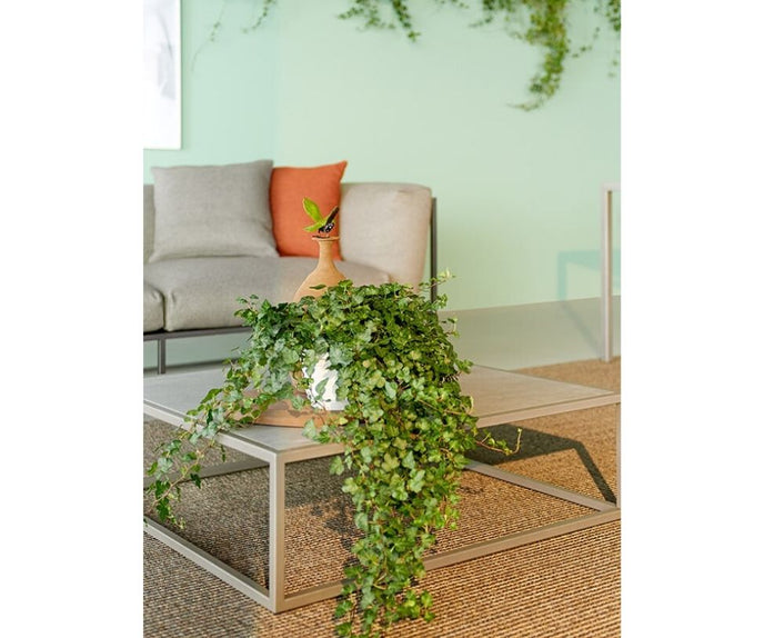 Arpa Indoor/Outdoor Low Table MDF Italia