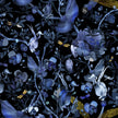 Biophillia Blue Black Rug Moooi