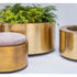 Elegant Brass Cuprum Round Outdoor Planter by Royal Botania Casa Design Group