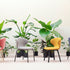 Mula Dining Chair | Miniforms