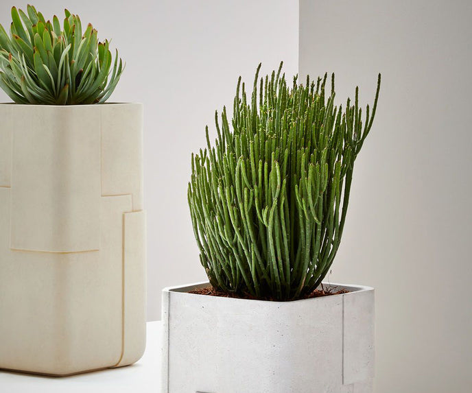 Aarde Planter Collection Indigenus