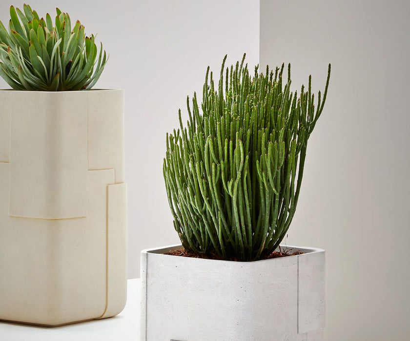 Aarde Planter Collection Indigenus