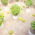 Luxury Otto Outdoor Pouf by Paola Lenti for Modern Outdoor Spaces Casa Design Group