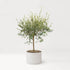 Modern Shield Outdoor Planters by Paola Lenti Casa Stylish Solutions for Outdoor Spaces Casa Design Group