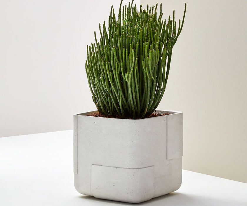 Aarde Planter Collection Indigenus
