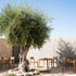 Luxury Outdoor Zania 001 Dining Chair by Roda made of Iroko Wood | Casa Design Group